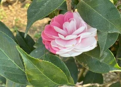 Camellia Flower Seeds