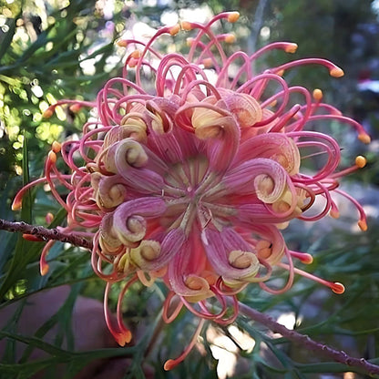 PINK SPIDER FLOWER - GREVILLEA SP. - RARE 'PLANT' SEEDS