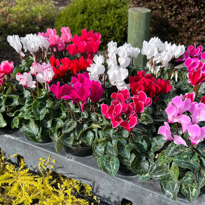 🌸 Fragrant Cyclamen Bulbs-Sweet Scent, Simple Care