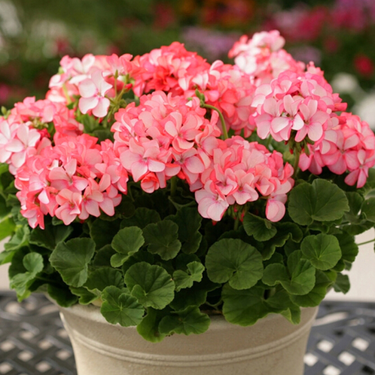 Double Bloom Geranium Seeds
