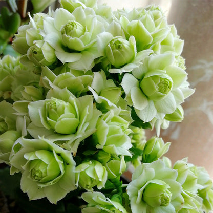 Rare Double Kalanchoe - Four Seasons Flowering