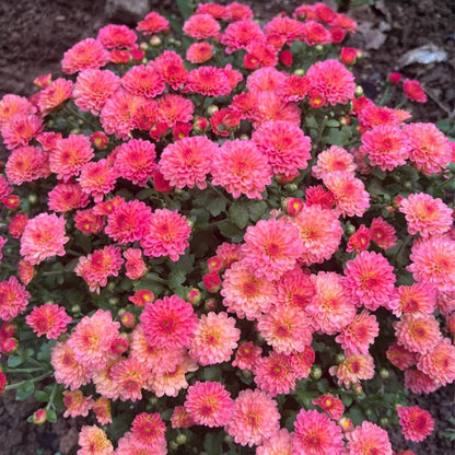 🌸Candy Chrysanthemum Seeds