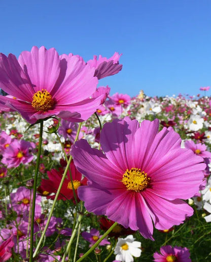 🌺Cosmos - Blooming Means Happiness And Luck