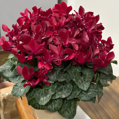 🌸 Fragrant Cyclamen Bulbs-Sweet Scent, Simple Care