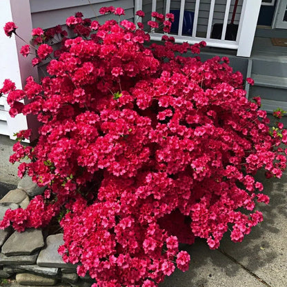 🌺Colorful Rhododendron Seeds