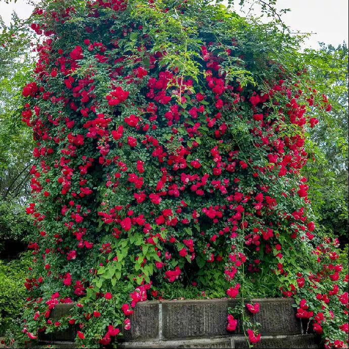 Rosa Banksiae Aiton Seeds