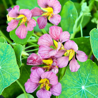 Nasturtium Seeds– Edible Flower for Salads & Garden Color🌼