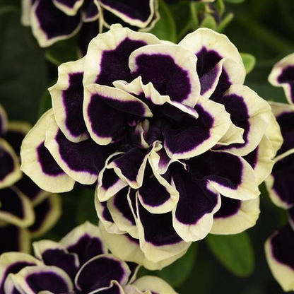 Black Pearl Double Petunia Seeds
