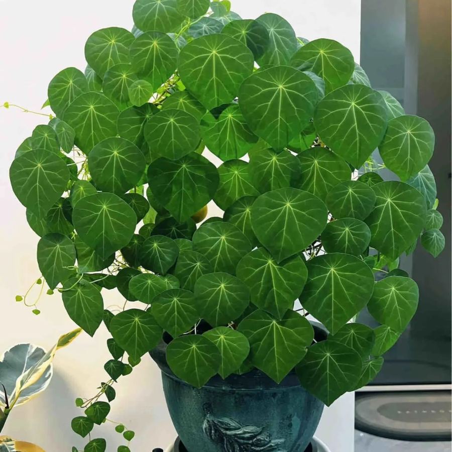 🌲Stephania Erecta Climbing Greenery🌿A Vine Adventure