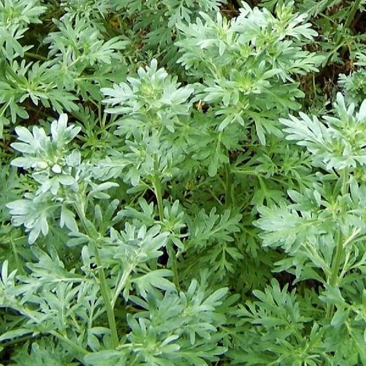 Absinthe Wormwood Seeds