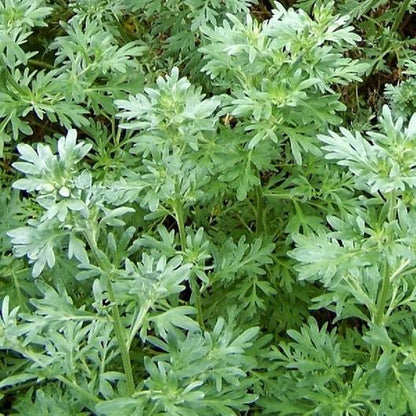 Absinthe Wormwood Seeds