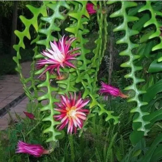 Cactus Rare Plant