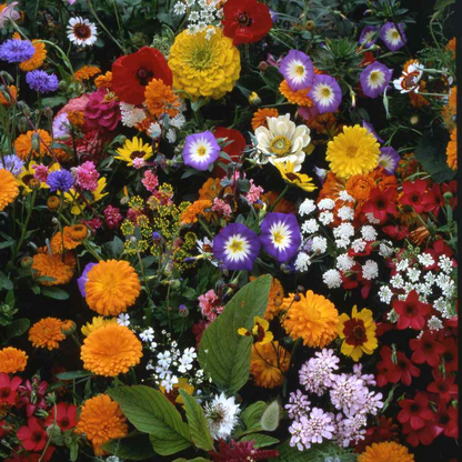 💐Multiple Flower Seeds