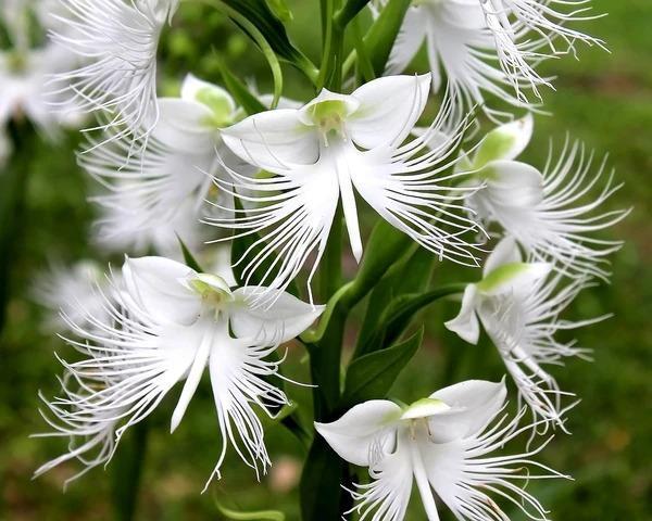 Habenaria radiata