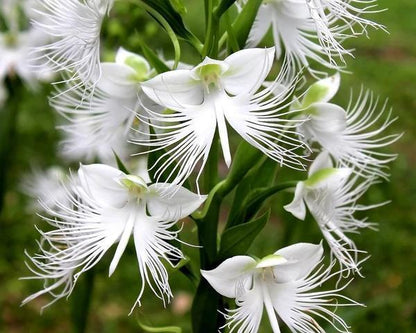 Habenaria radiata