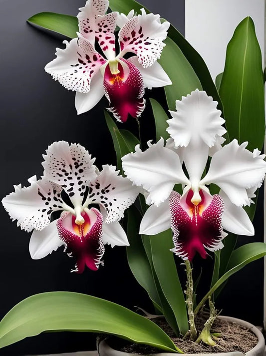 🔥[Limited Time Sale]🌺Iris Bulbs - Rare Species(#22)