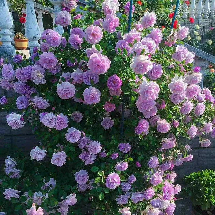 💐Beautiful Climbing Rose Seeds