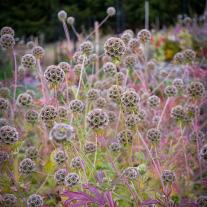 ⭐Starflower Pincushion Seeds