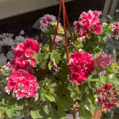 Double Petunia Seeds