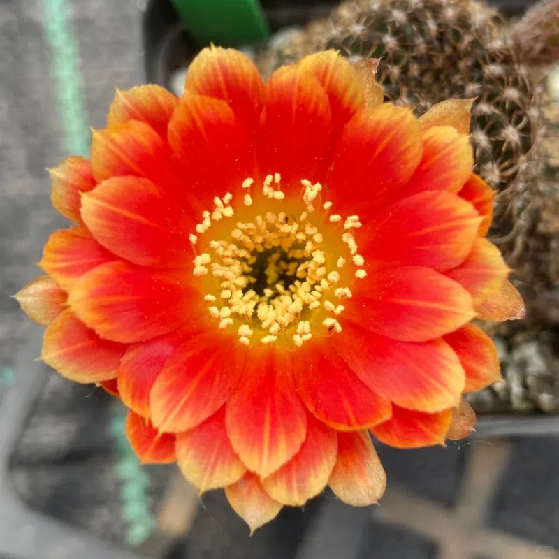 Flowering Echinopsis Cactus Species Mix🌵🌸