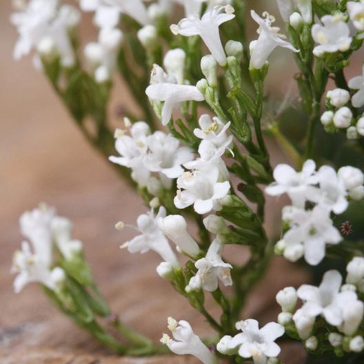 Valerian Seeds