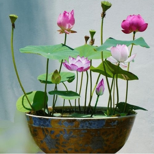 🌸LAST DAY Promotion 50% OFF🌸 Hydroponic Lotus 🌸 | Fresh, Simple & Beautiful(🌱Survival Guaranteed: Free Replacements🌿)