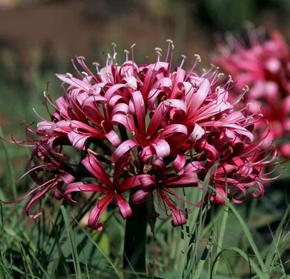 Ammocharis coranica - Ground lily