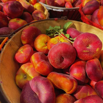Nectarine Flat Seeds