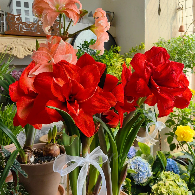 Double-Flowered Amaryllis Bulb🌼