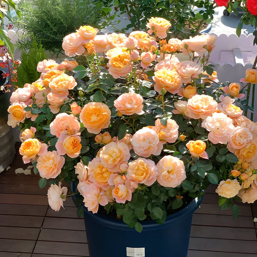 Potted Four Seasons Rose Juice Balcony