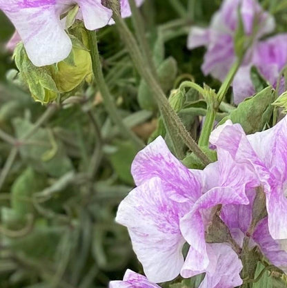 LAVENDER FLAKE SWEET PEA SEED