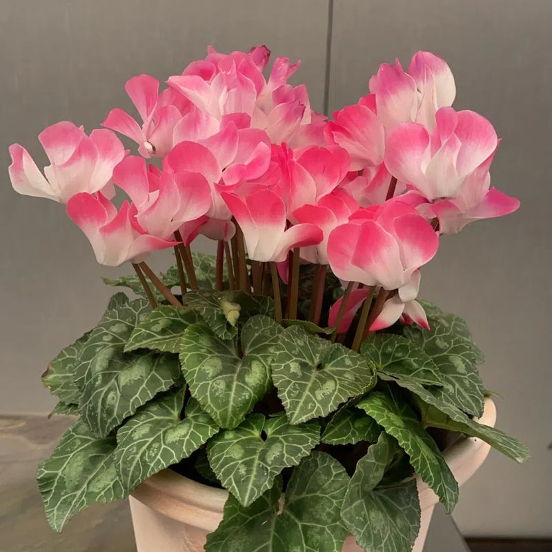🌸 Fragrant Cyclamen Bulbs-Sweet Scent, Simple Care