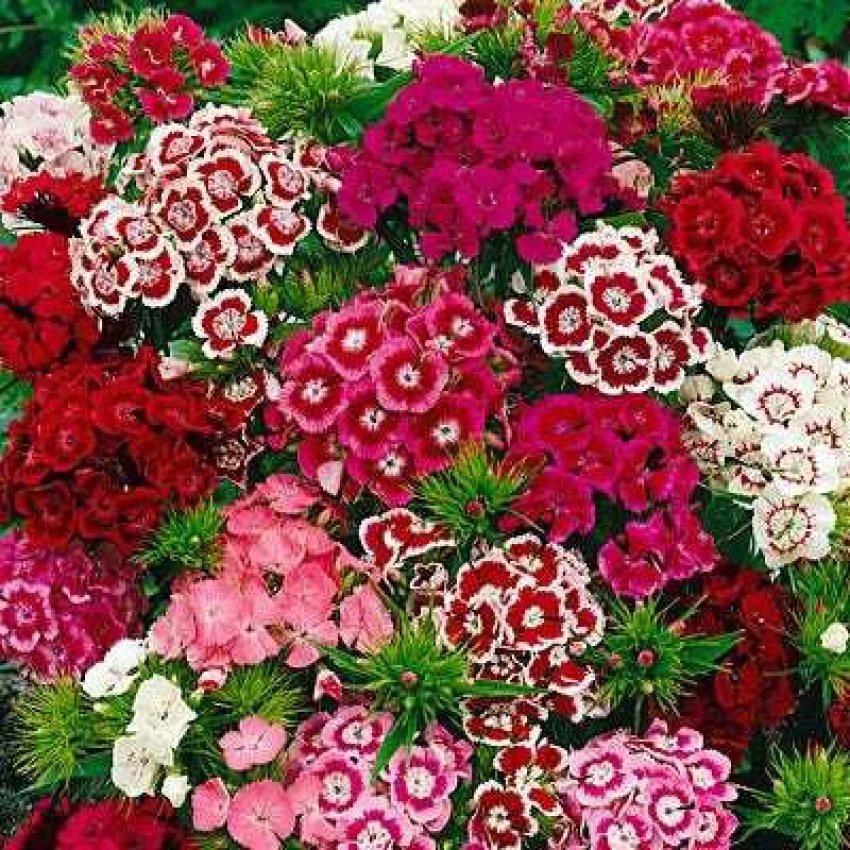 Dianthus Corona Mixed Seeds