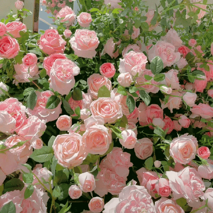 Spring Promotion 49% OFF - 🌱Climbing Rose Seeds