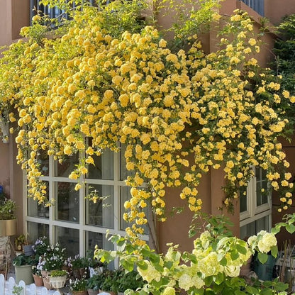 Mixed Climbing Flower Seeds -Over 30 kinds mixed