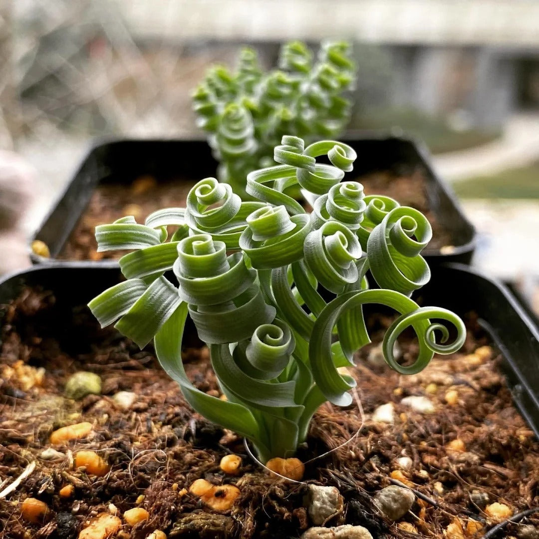 🌿Spiral Grass - Curved and Cute