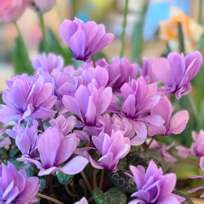 🌸 Fragrant Cyclamen Bulbs-Sweet Scent, Simple Care