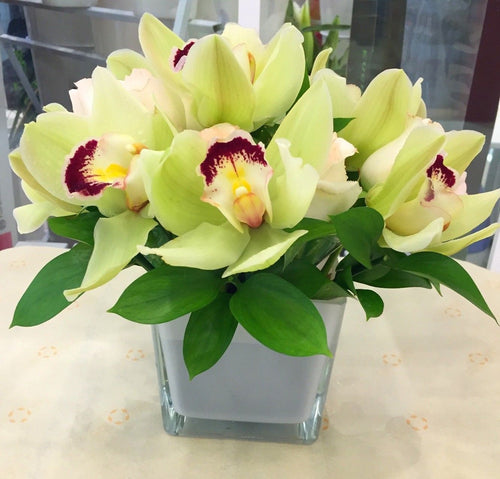 Cymbidium Orchid Seeds-Light Green