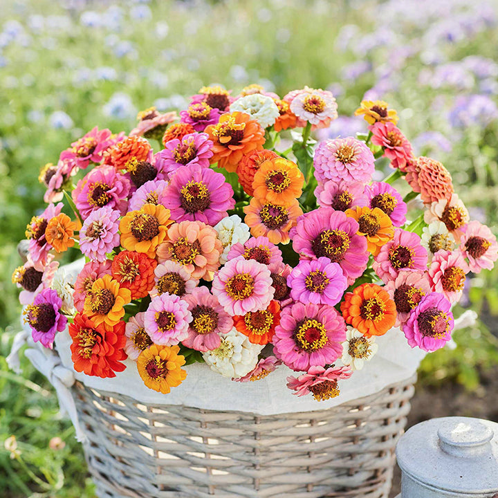 🌺Double Dwarf Zinnia Seeds
