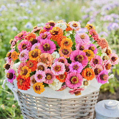 🌺Double Dwarf Zinnia Seeds