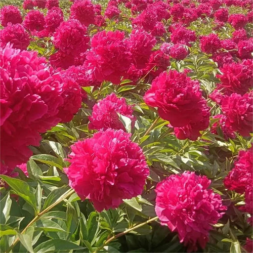 🌺Peony - Love surrounds you