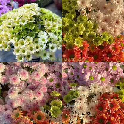 🌸Candy Chrysanthemum Seeds
