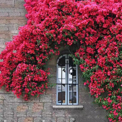 Mixed Climbing Flower Seeds -Over 30 kinds mixed