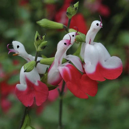 Salvia microphylla 'Hot Lips'