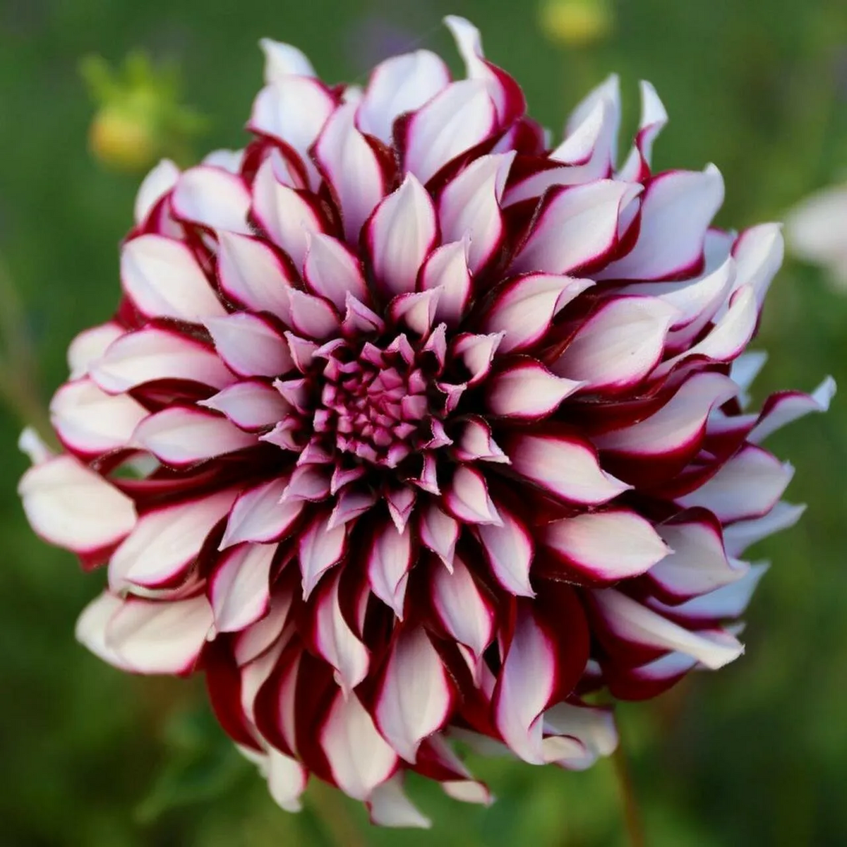 Tartan Dinnerplante Flowering Dahlia