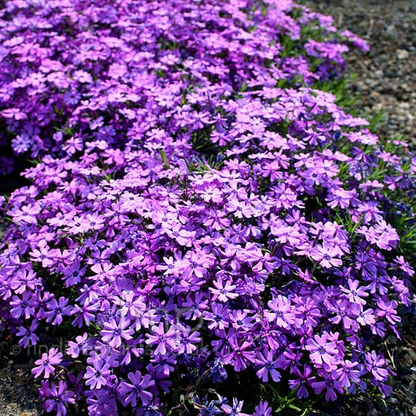 💐Vibrant Tapestry of Color ✨Creeping Phlox Seeds, Shibazakura Seeds