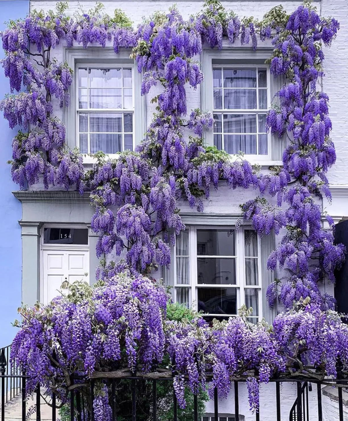 Wisteria Flower Seeds-Waterfall Flower
