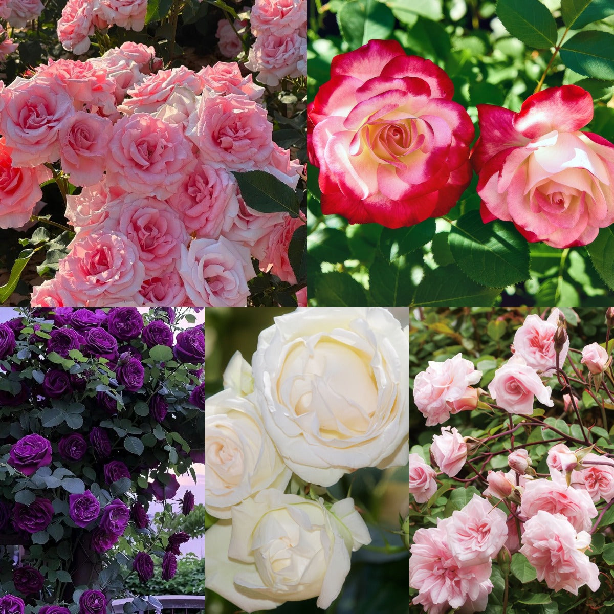 🌹 Climbing Rose Seeds | Multi-color Vine Rose
