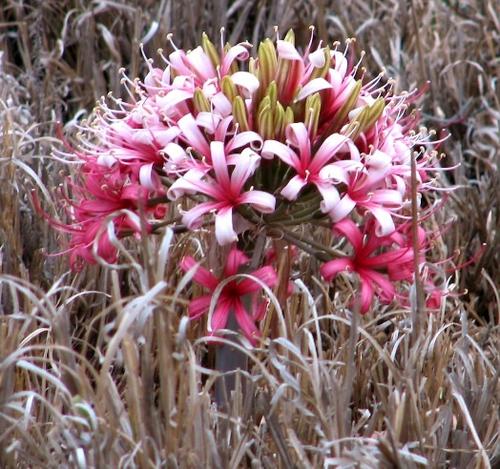 Ammocharis coranica - Ground lily