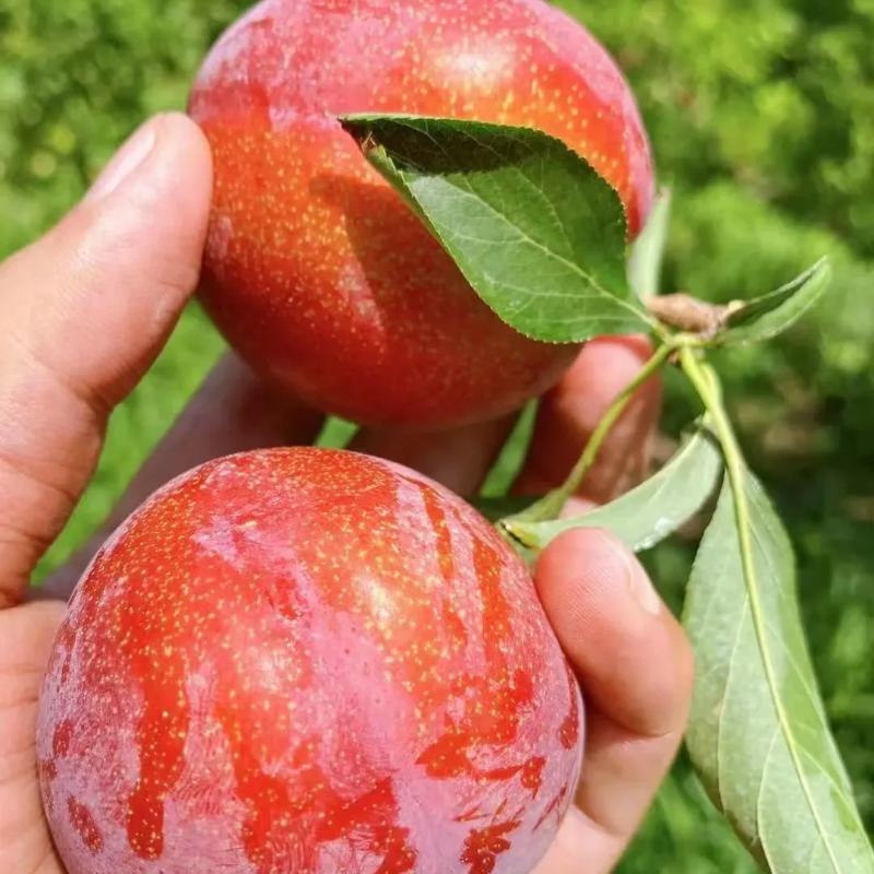 Dahongpao Plum Seeds